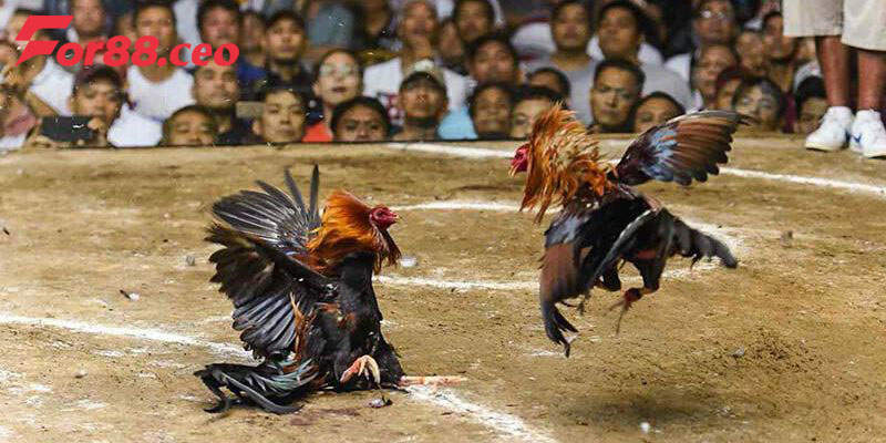 Sảnh đá gà uy tín