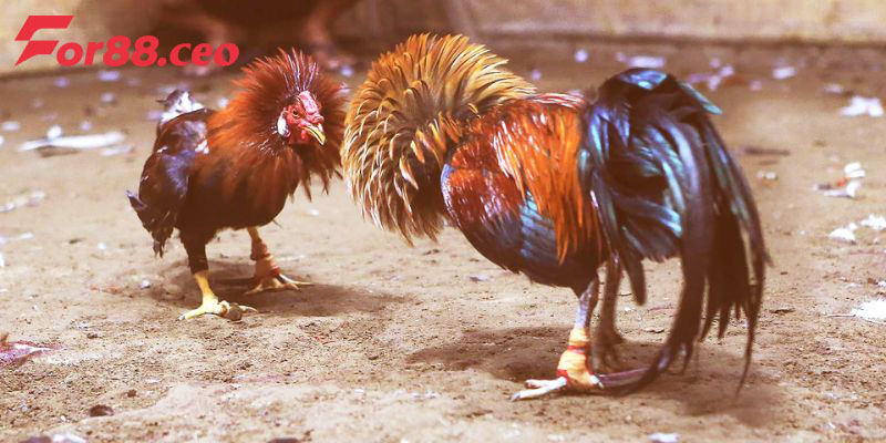 Mẹo chơi đá gà kiếm thưởng khủng